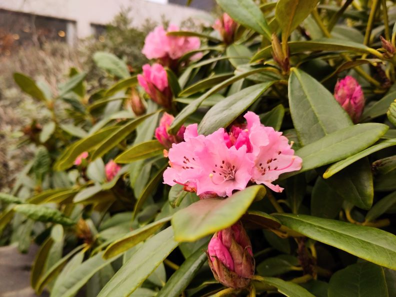 Close flowers on campus for the Glasgow Goes Green Festival 