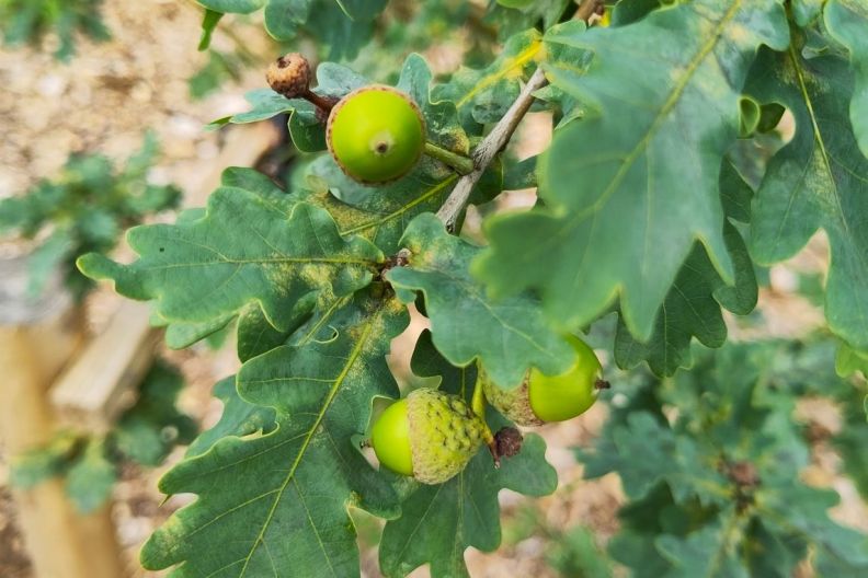 Oak acorns - Scottish Climate Week