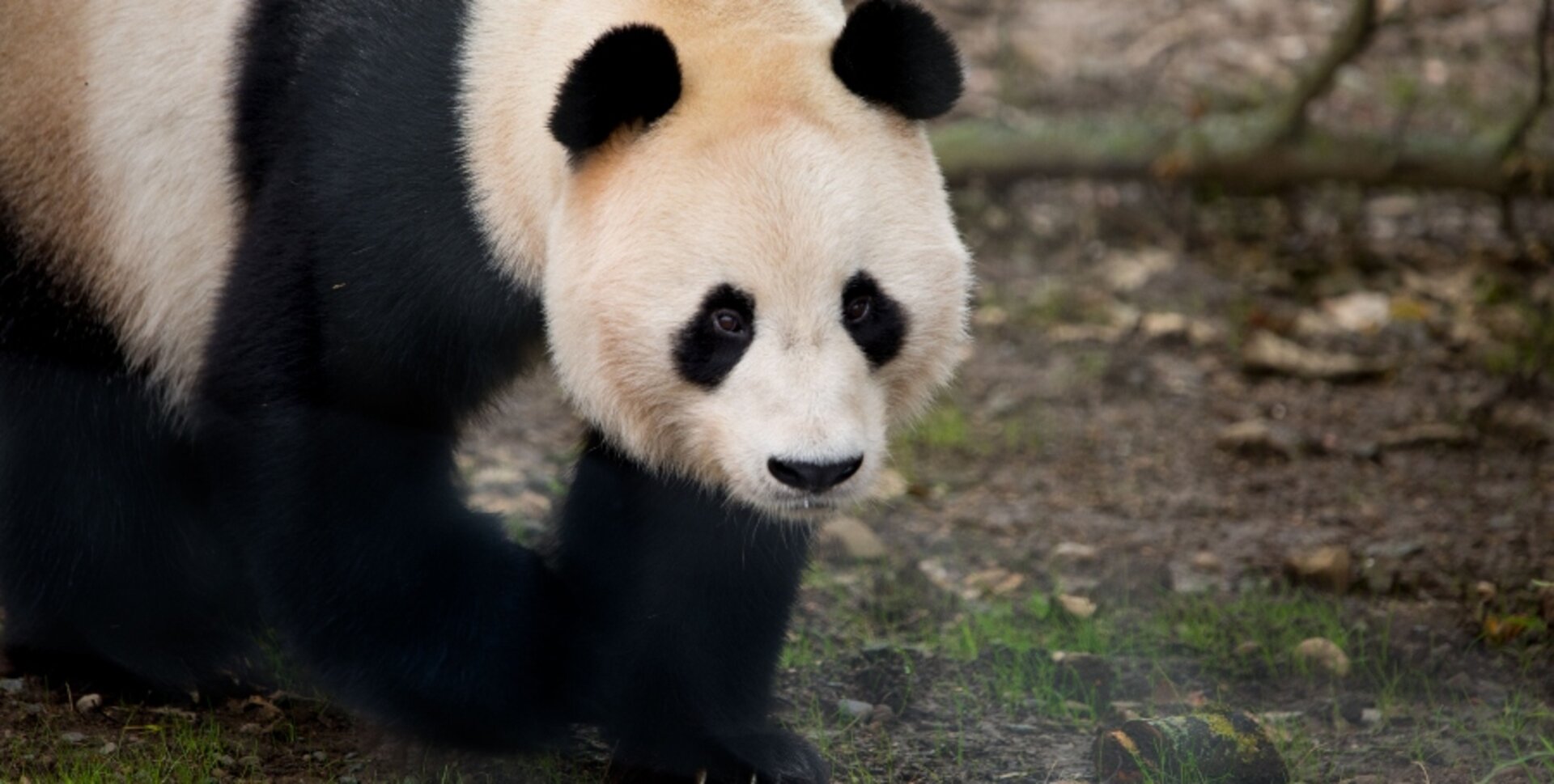 Picture of a panda