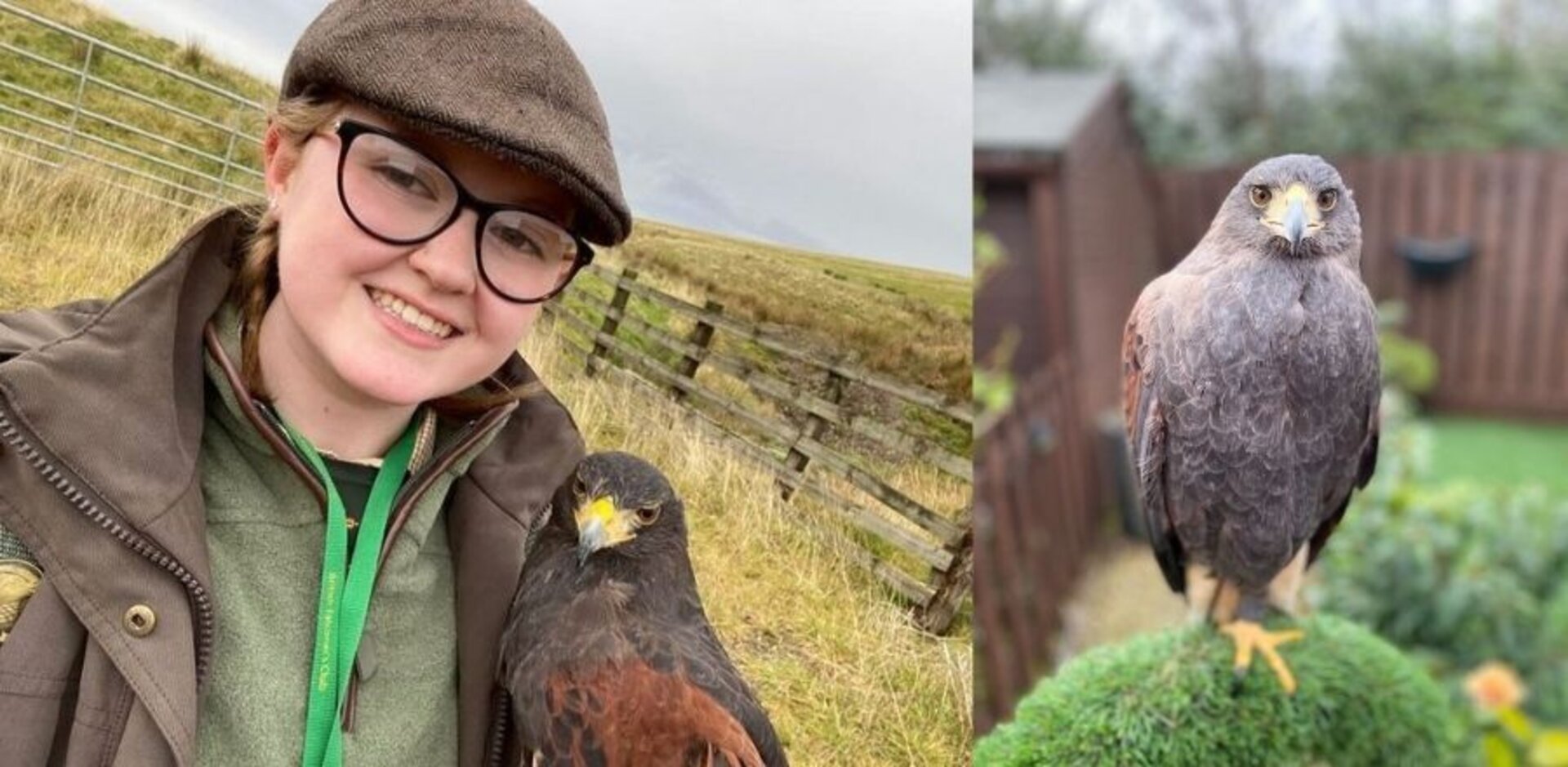 Amy with her pet Harris' Hawk AJ