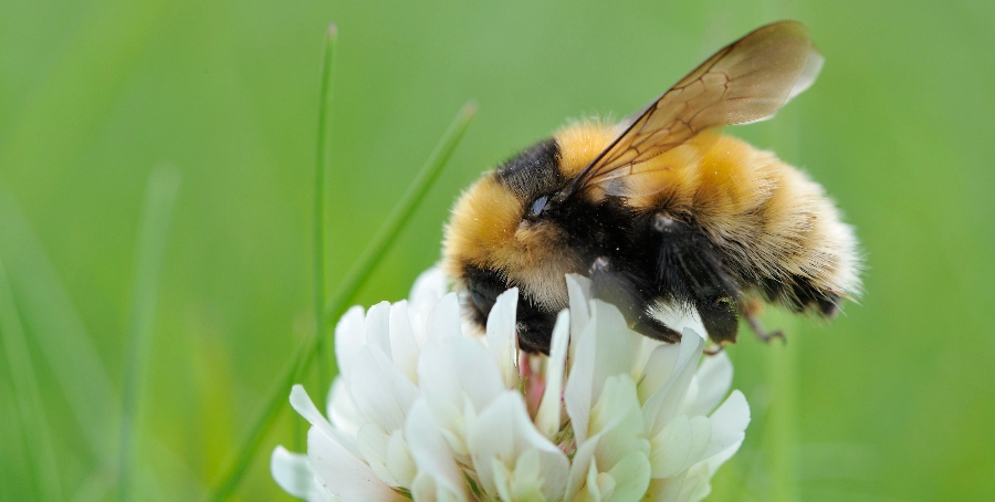 Biodiversity loss in Scotland